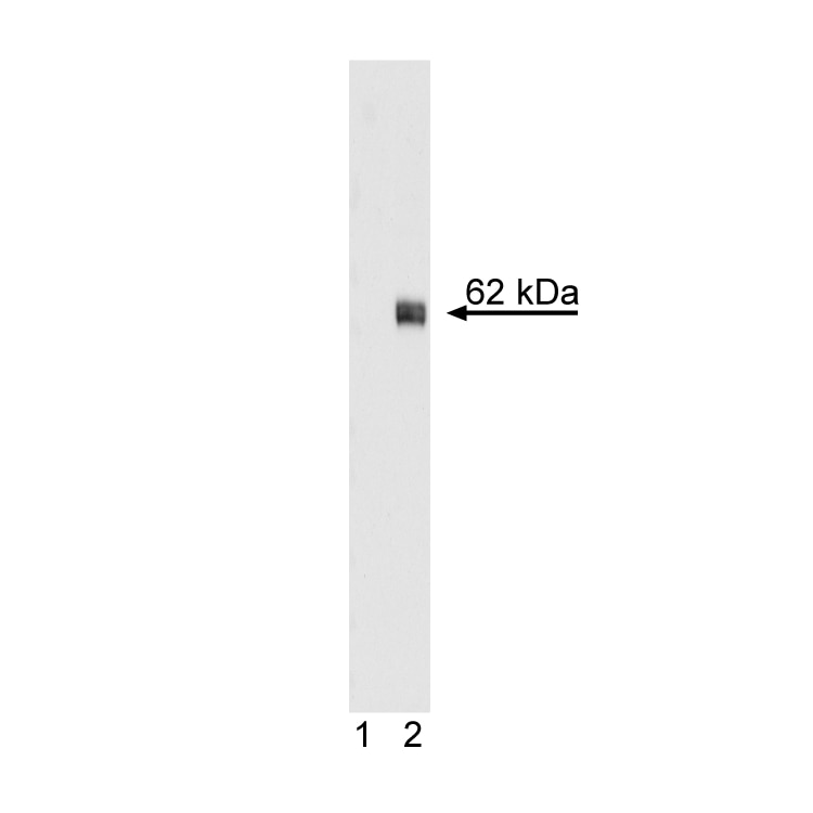 560412_wb.png